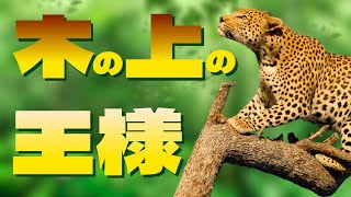 ヒョウの驚くべき能力を大公開！