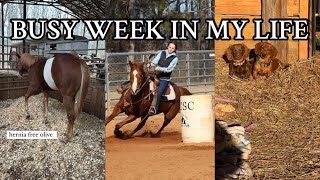 WEEK IN THE LIFE OF A VET STUDENT/BARREL RACER