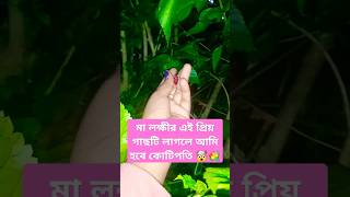 এই একটি গাছ আপনাকে কোটিপতি বানিয়ে দিতে পারে মা লক্ষীর অতি প্রিয় গাছ #বাস্তুশাস্ত্র #ytshort #টোটকা