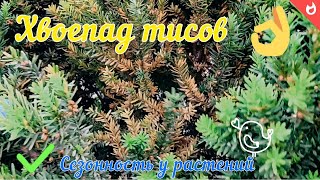 Хвоепад Тисов. Сезонность у растений.