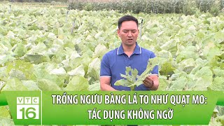 Đánh liều trồng ngưu bàng lá to như quạt mo: Tác dụng không ngờ  | VTC16