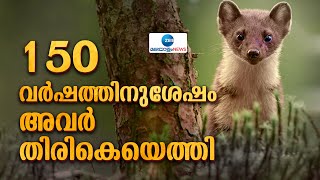 European Pine Marten | 150 വർഷത്തിന് ശേഷം പതിനഞ്ച് പൈൻ മാർട്ടനുകളെ ഡാർട്ട്‌മൂർ വനത്തില്‍ കണ്ടെത്തി