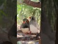 zebra finch pair preening