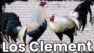 gallo Clement @elpoderdelpollo2342