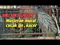 SIRI SIRI GACOR COCOK UNTUK MASTERAN MURAI BATU , CUCAK IJO , KACER DLL