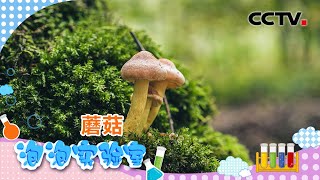 《泡泡实验室》蘑菇是如何生长的？什么样的蘑菇不能吃？| CCTV少儿