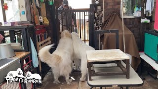 ブリーダーさんがお迎えにきてくれてとても喜んだアランです　Great Pyrenees　グレートピレニーズ