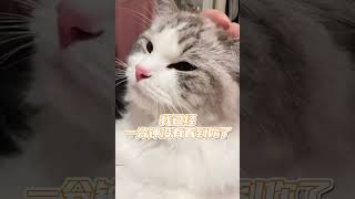 小猫咪能有什么坏心思呢？她只是想和妈妈贴贴罢了