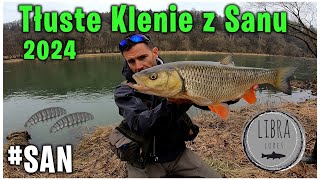 Kleń 2024 | Zimowe Klenie z Sanu 2024| Chub Fishing