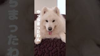 飼い主を試してる？サモエドのいたずらがかわいすぎる　#samoyed #サモエド