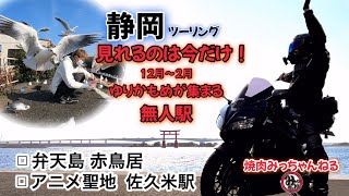 今しか見れない！カモメが集まる無人駅