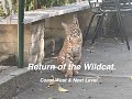 Return of the wildcat in Sierra Madre, CA. Yes, you should move here.