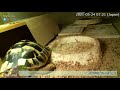 リクガメのライブ配信 癒しののんびり空間 tortoise live camera chill time