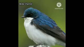 Tree swallow@birdschannal