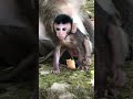 shameful big monkeys are addicted to milk they find every way to get their mother s milk