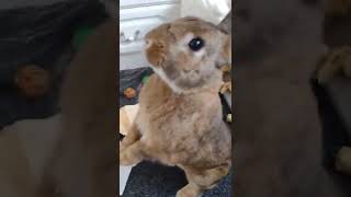 Bunny stands up to look at bed