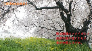 【お散歩BGM】♪17,  春なのに大雪　''熊谷桜堤のソメイヨシノ''（埼玉県熊谷市）2020年 3月 29日 [Walk] Though it is spring, heavy snow