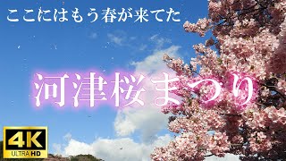 【4K】❀❀❀ 今年も春が来たよ！河津桜まつり ❀❀❀【2024】