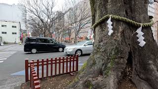 【4K】walk at Okunitama Shrine in Fuchu (府中の大國魂神社を散歩)