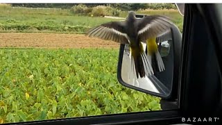 鳥がミラーに^ ^