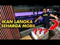 UNBOXING IKAN PREDATOR PALING LANGKA DI INDONESIA