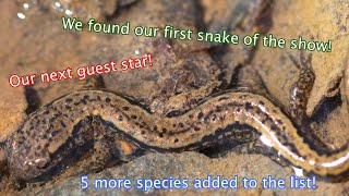 A New Guest Star! We Found Our First Snake! (87) Ep. 17