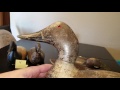 vintage evans canvasback mallard duck decoys