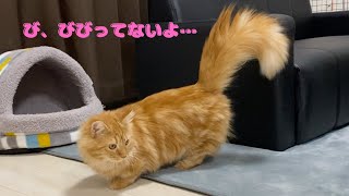 ビビりだけど好奇心旺盛な子猫の行動がかわいかったw【短足マンチカン】