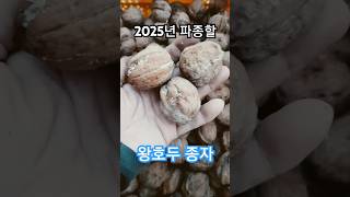 2025년 파종할 왕호두 종자 #fabulous #marvelous #excellent #superb #fantastic #amazing #extraordinary #walnut