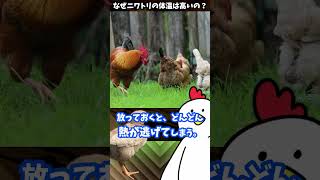 【1分解説】なぜニワトリの体温は高いの？ Why do chickens have high body temperature?　#shorts