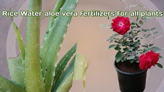 natural fertilizer for all plants//aloe vera, rice water// healthy tips from trees🌴