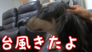 台風8号直撃したよ ダックスとラブラドールのミックス犬 mixed breed dogs