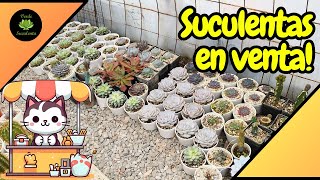 CATÁLOGO CERRADO. Venta de suculentas Septiembre 2024.🌵🌱🌺❤️