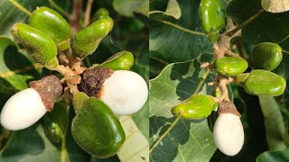 White Biba Seeds Original Best Quality For Sell 🌳🌳📲:- 6205814024 // Safed Bhilawa Seeds Available