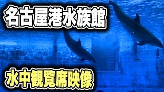 名古屋港水族館 イルカパフォーマンス 水中観覧席映像