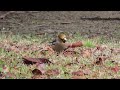 シメ採餌中　シメ