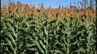 BRS CAPIAÇU X SORGO GIGANTE FORRAGEIRO.