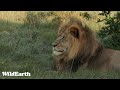 SafariLIVE Sunset Safari - Repeat - 10 June 2024