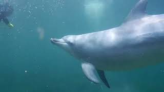 【貴重映像】ダイビング中に野生のイルカに遭遇！