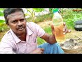 முளைத்த முந்திரிப் பயிர் வேட்டை sprout cashew nut hunt sirkazhi kathir samaiyal.