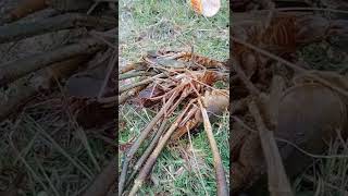 🐟💢Traditional net fishing in the river / ஆத்துல இறால் கெண்டை மீன் வேட்டை #villagelife #fishingvideo