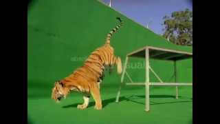 Smart Bengal Tiger Jumping Over Obstacles