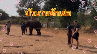 ซุ้มหลังคาเขียวมีกิจกรรมอีกเเล้ว🐘💢😁