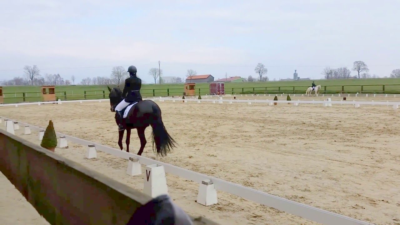 Reprise Dressage Amateur 3 Préliminaire (D2) - YouTube