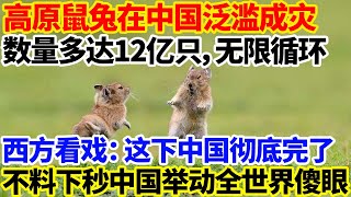 高原鼠兔在中国泛滥成灾，数量多达12亿只，无限循环！西方看戏：这下中国彻底完了！不料下秒中国举动全世界傻眼！