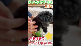 生後2ヶ月のティーカッププードルの赤ちゃん