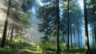 FOREST NATURE RELAXATION l RELAXING VIDEO