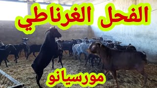 فحول الماعز الغرناطي والمورسيانو 2021 Goat stallions