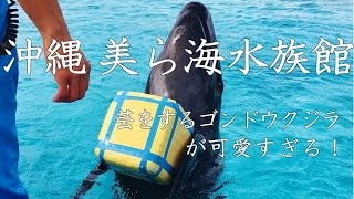 美ら海水族館｜芸をするオキゴンドウが可愛すぎる！！！