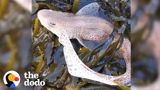 Watch This Guy Save A Tiny Baby Shark | The Dodo